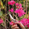Pruning Scissors Pointed Garden Scissors Fruit and Vegetable Pickers Scissors Branch Scissors Gardening Tools Grafting Knife