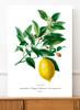 Poster Plant Lemon Fruit