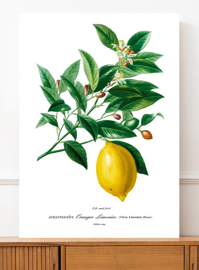 Poster Plant Lemon Fruit
