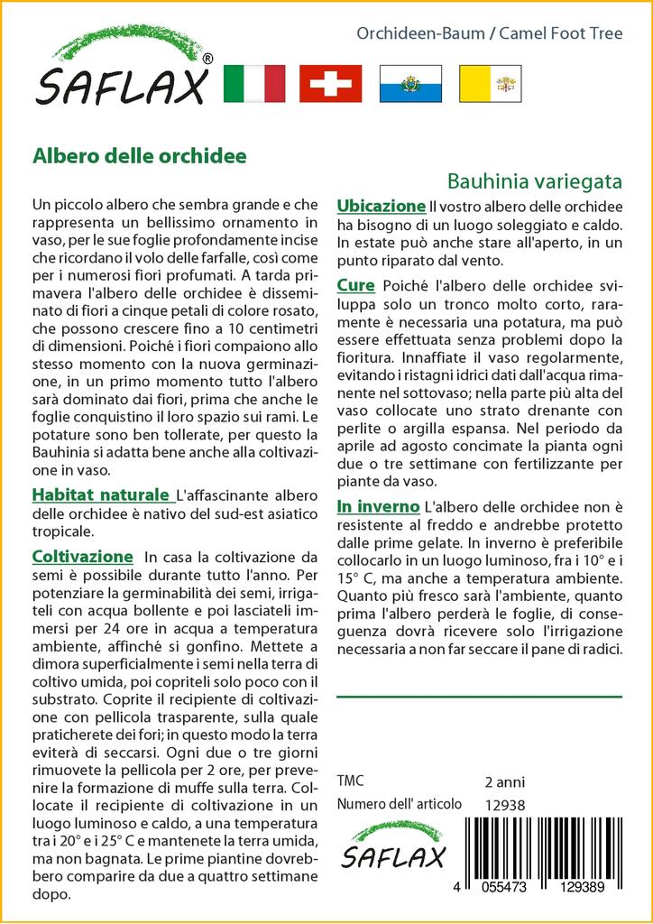 SAFLAX Camel Foot Tree - 8 Seeds - Bauhinia Variegata