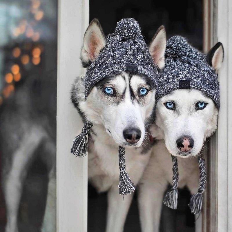 Warm Winter Hats for Dogs, Windbreaker, French Bulldog Knitting, Hat for Chihuahua, Softball, Hat for Pets, Accessories for Puppies