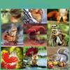 Diamond Diy 5d Painting A Squirrel With A Big Tail Diamond Mosaic Cross Stitch Kits Home Decoration Full Round Diamond Embroidery
