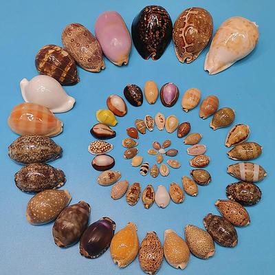 Rare Natural Cowrie Conch Seashell Specimen for Aquarium or Mediterranean Home Décor