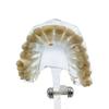 Dental Educational Model, Zamo®, Used To Exemplify Dental Pathologies, 31 Teeth, Transparent