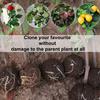 9Pcs Plant Propagator Ball Boost Plant Growth No Damage Translucent Increase Rooting Rate Indoor Outdoor Use