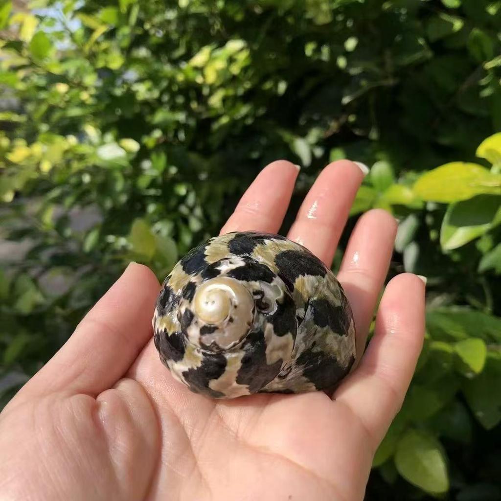 Natural Conch Seashells for Hermit Crabs - Free Shipping, Aquarium Decorations, Water Hardness Regulator