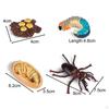 Animal Model Toy Worms Growth Cycle Ornaments Educational Set for Kindergarten Boys Children