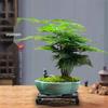 Asparagus Fern Indoor Bonsai – Easy-Care Evergreen for Home or Office Decor