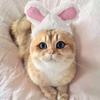 Party With Ears Cosplay Cat Headwear Pet Accessory Rabbit Hat Cat Costume