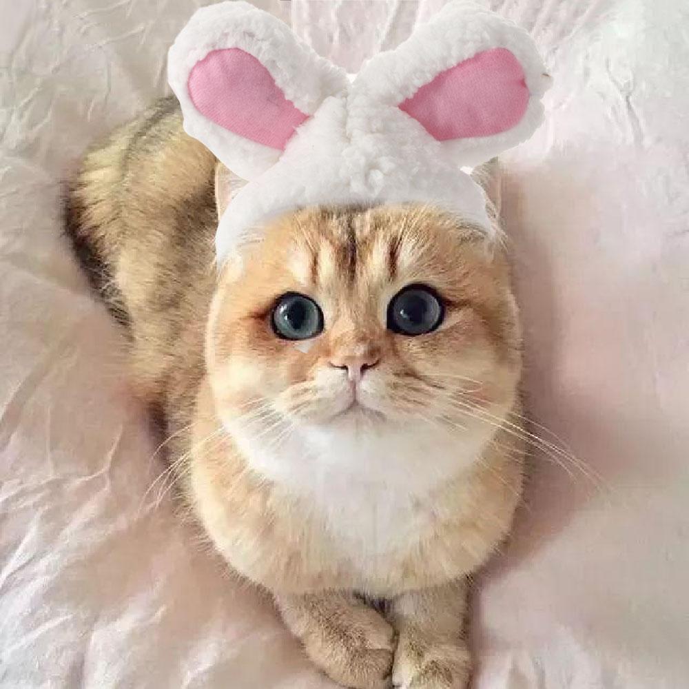 Party With Ears Cosplay Cat Headwear Pet Accessory Rabbit Hat Cat Costume