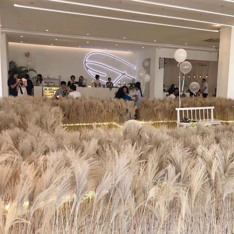 50x Dried Plant Pampas Grass Natural Phragmites Communis Bunch Flowers Y7O8 50x Dried Plant Pampas Grass Natural Phragmites Communis Bunch Flowers Y7O8