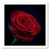 Canvas Print Red Rose Blossom