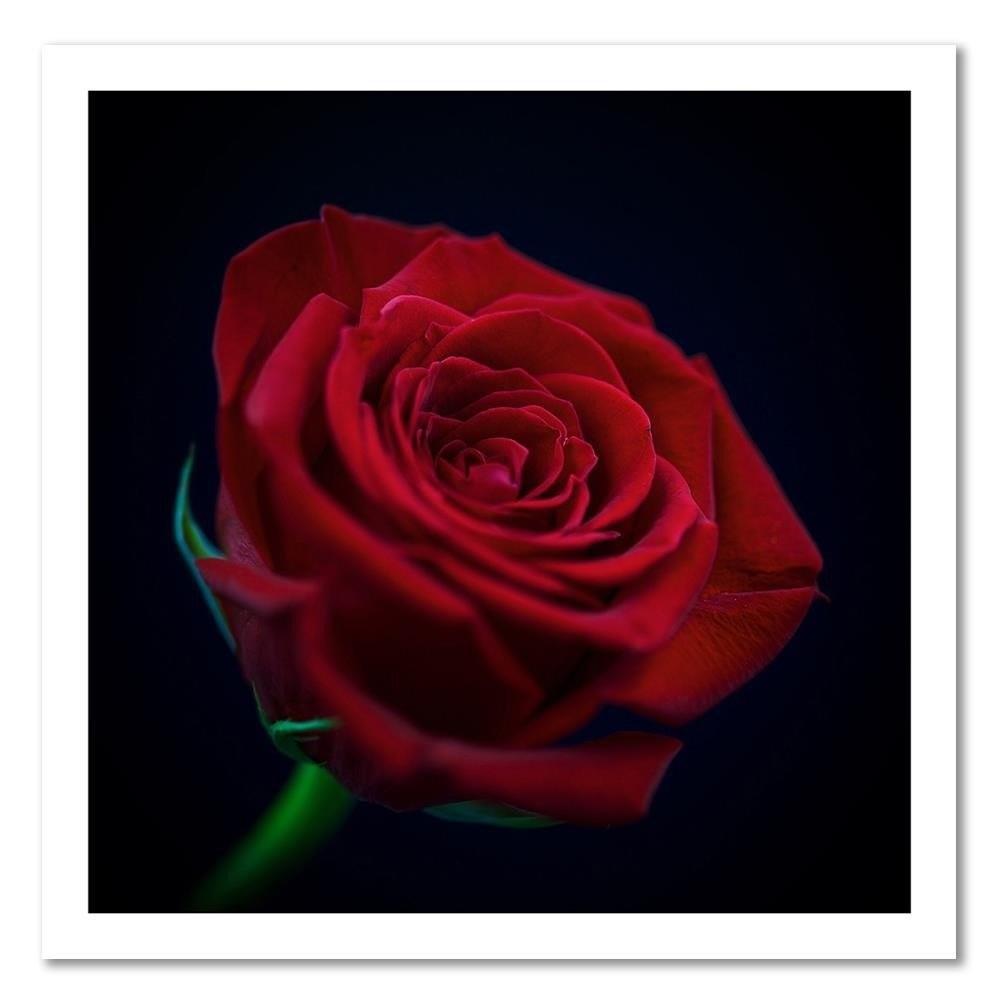 Canvas Print Red Rose Blossom