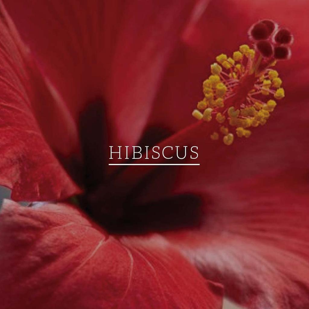 KHADI NATURAL Powered Botanics Hibiscus Aloe Vera Hair Conditioner 310ml Frizz Free Soft Manageable Hair