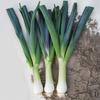 200 Leek Seeds - Semi-Wild Permaculture