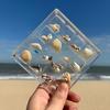 2X Acrylic Square Shell Storage Box Transparent Sea Shell Display Cabinet Magnetic Mini Beach Stone Gemstone Beads Storage Frame