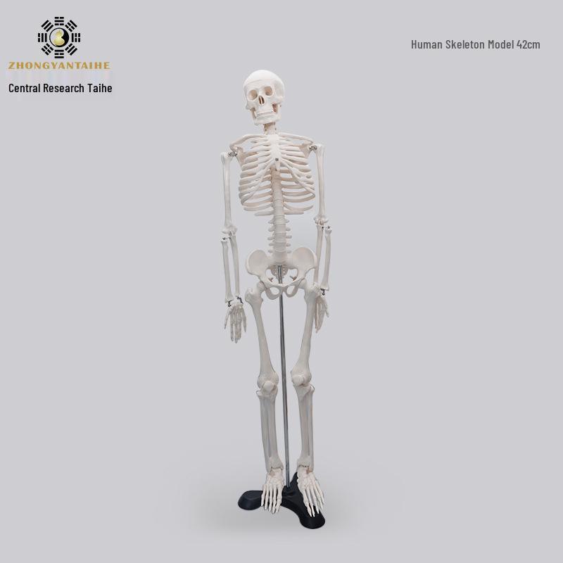 85CM Human Skeleton Model with Heart and Blood Vessels