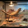 Reptiles Animal Tanks Accessory Climbing Rope Toy For Snake Climbing And Exercise Enclosure Toy for Reptiles Enrichment