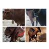 A03F-6PCS Cloche Suspendue Pour Bétail Et Moutons Cloches de Vache de Noël Décorations de Poignée de Porte de Pâturage Cheval de Ferme Avec Corde