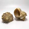Red Plum Spiral Shell: Hermit Crab Replacement & Aquarium Decoration