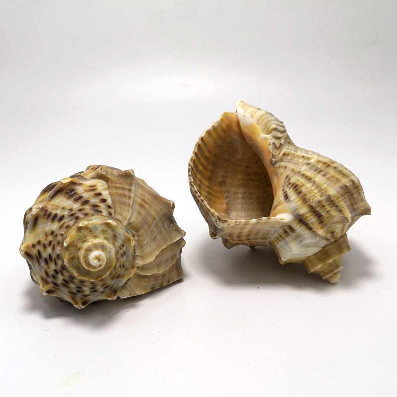 

Red Plum Spiral Shell: Hermit Crab Replacement & Aquarium Decoration Flawed Shell 6-8cm