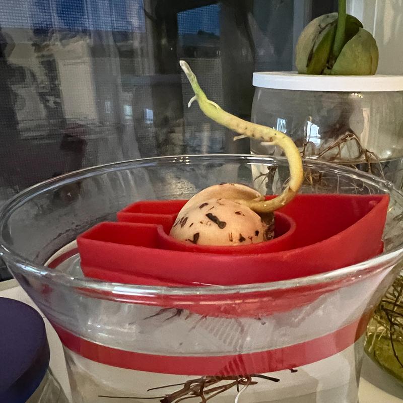 Colorful Avocado Boat-Shaped Floating Hydroponic Flower Pots Avocado Tree Growing Kit Hydroponic Seed Starter Without Seeds