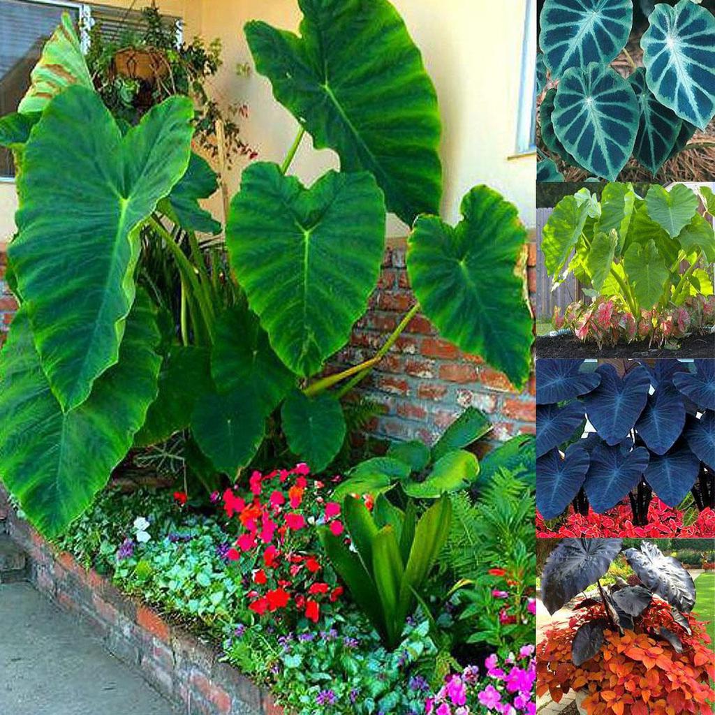 Buy Springbay 20pcs Heirloom Alocasia Macrorrhiza Giant Taro Seeds Elephant Ear Outdoor Plants At Affordable Prices Free Shipping Real Reviews With Photos Joom