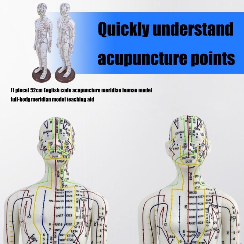 Human Acupuncture Model with Meridian Points Male Acupuncture Model Female Acupuncture Model with Numbered Chinese Point