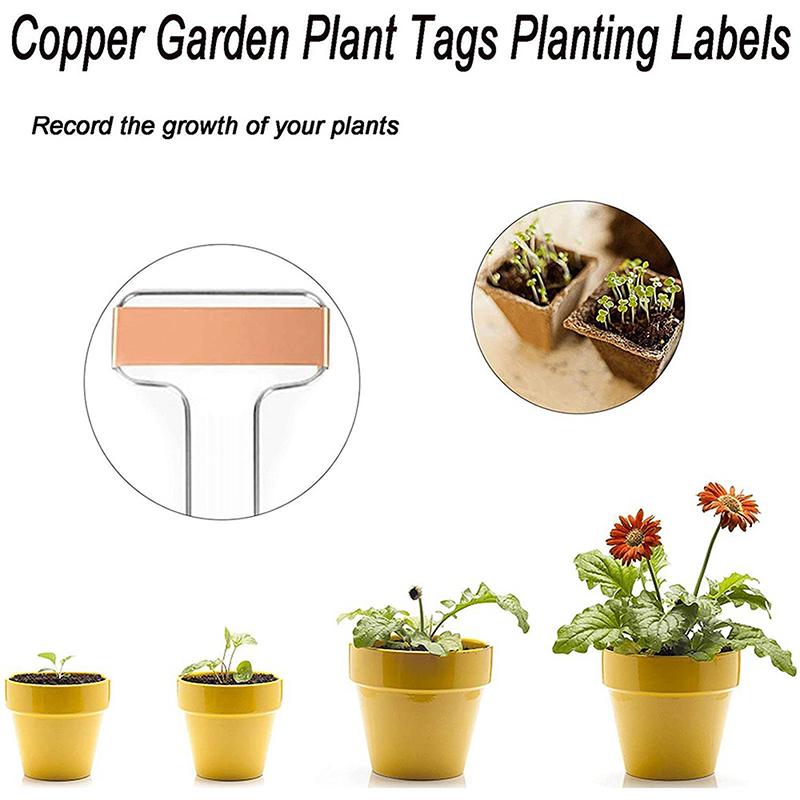 50 Etichette Per Piante A T In PVC – Marcatori Da Giardino Impermeabili E Riutilizzabili (Verde)