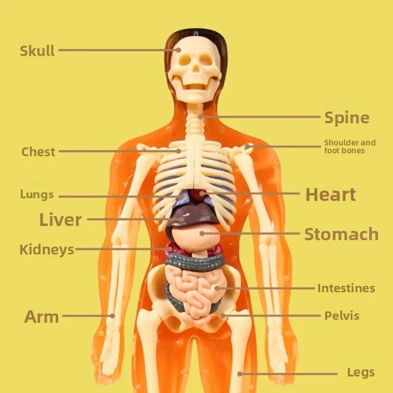 3D Human Body Torso Model For Kid, Anatomy, Skeleton, Removable, Simulation, Organ And Skeleton, Detachable Bone Body Models New