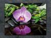 SZKLANA DESKA DO KROJENIA 52x40 ORCHIDEA