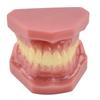 Neues Dental-Erwachsenenmodell Harz Normale Zahnmedizin Medizinisches Zahnmodell Studieren Lehren Bildung Mund-Zahn-Produkte