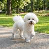 4PCS/SET Comfortable Pet Sandals Adjustable Dog Mesh Shoes Anti Slip Dog Shoes  All Seasons