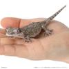 Echte Beliebtheit Gacha Biologische Enzyklopädie Japanischer Gecko Bartagame Actionfigur Modell Spielzeug Beweglich Gelenkig Maßstab Detailliert Beweglich