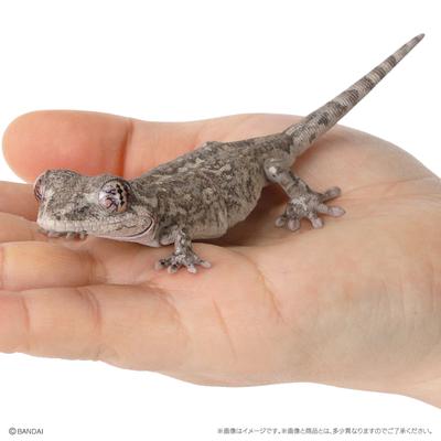 Genuine Popularity Gacha Biological Encyclopedia Japanese Gecko Bearded Lizard Action Figure Model Toys Poseable Articulated Scale Detailed Movable