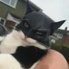 TONG Katt Fladdermus Cool Man Mask Katt Hämndare Mask Matt Söt Fladdermusmask Superhjälte Leksaker Katt Fladdermus Husdjur Man Mask för Katter och Hundar
