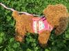 Dog Print Protective Harness Vest