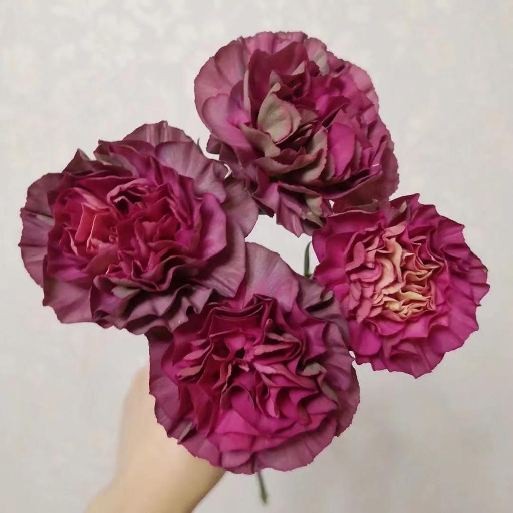 Carnation Fresh Cut Flowers for Teacher's Day, Women's Day, Family Arrangements, and Goddess Day Gifts.