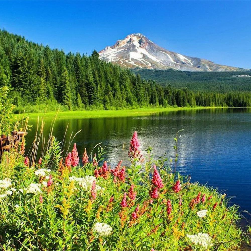 MomoArt Diamond Painting Blumen Vollrunde Bohrer Diamantmosaik Berg 5D DIY Kunst Perlenstickerei Landschaft Heimdekoration