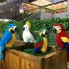 Muñeco de peluche de guacamayo King Kong, loro, muñeco de loro, muñeco de máquina, pájaro, juguete de peluche, regalos