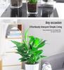 Smooth Sailing White Anthurium Potted Plant - Easy-to-Grow Indoor Greenery for Good Luck