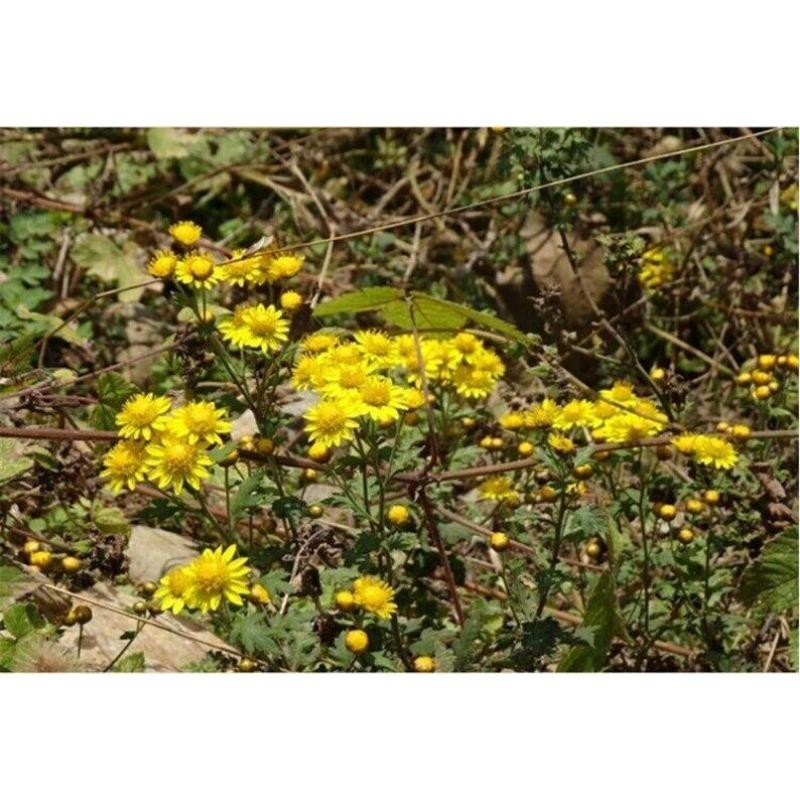 100g Chrysanthemum | Wild Harvest | Wild Chrysanthemum | Ju Hua