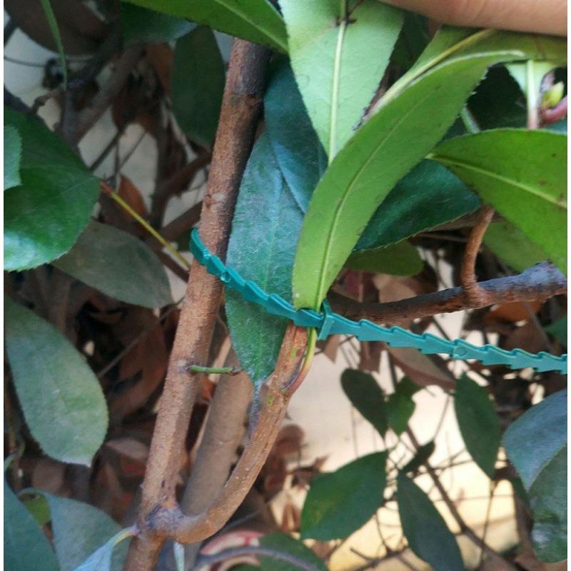 100pcs Green Plant Ties Reusable Garden Fasteners for Climbing Plants Tomatoes Vines Support