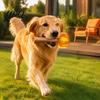 Outdoor Training Toys 2Pcs Squeaky Hammer Dog with Tennis Ball Inside Interactive Fetch Toys Active Play Accessories Rubber Chew Toy for Medium
