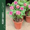 10 PCS Plant Stakes, Plant Support Stakes, Plant Support, Peony Cages, Garden Stakes Plant Cages for Outdoor Indoor Plants