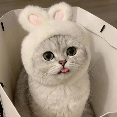 Kedi – Kediler için giyim