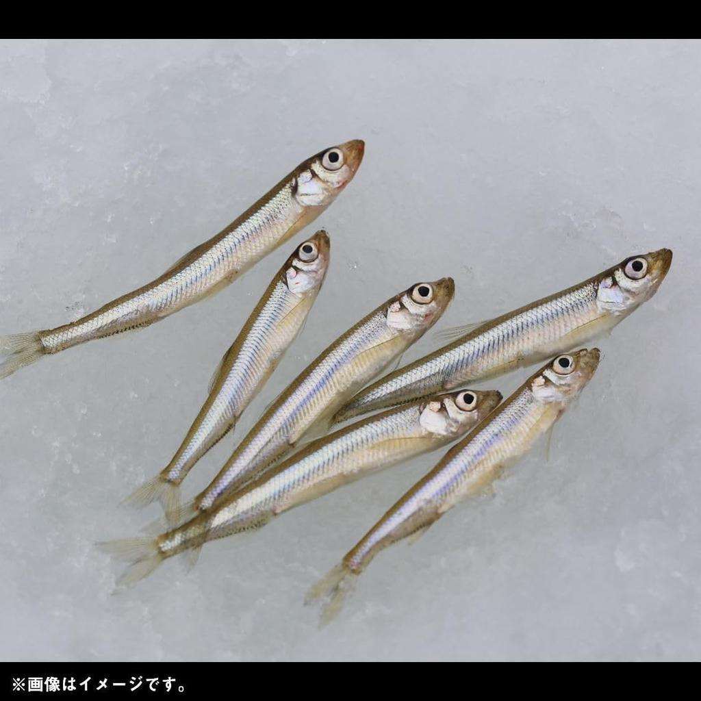 Daiwa (DAIWA) Smelt mechanism Christia Smelt SS quick attack short