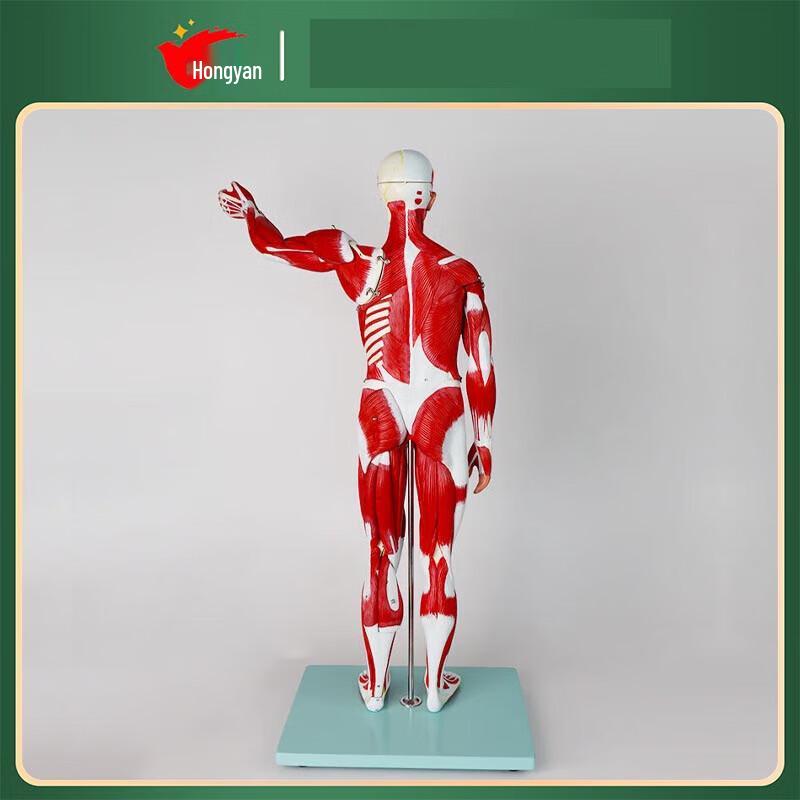 Hongyan 78cm Detachable Human Muscle & Organ Model