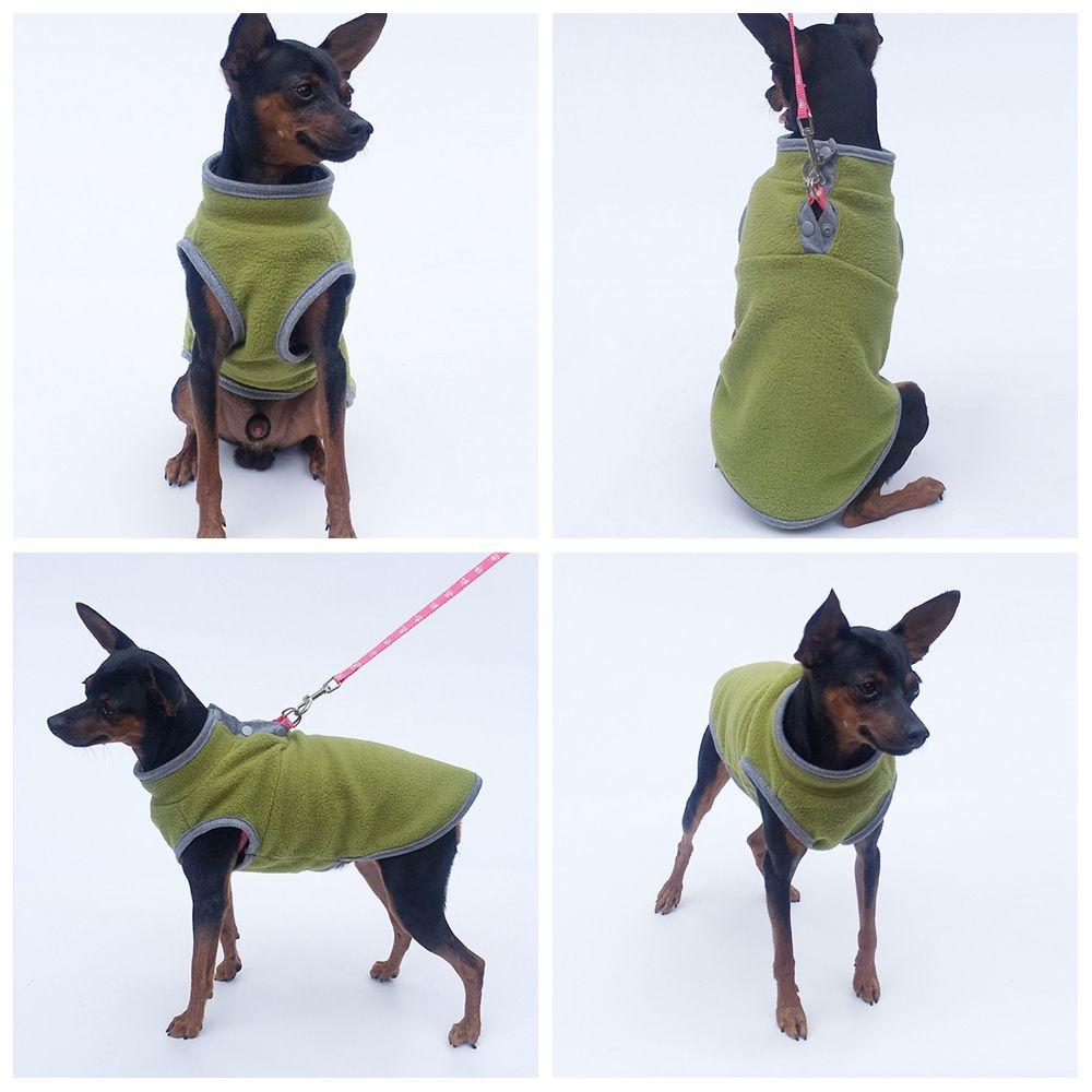 doberman in sweater