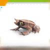 Wildlife Pvc Animal Models With Realistic Frog Collection For Children Educational Decor